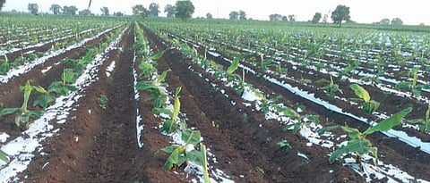 Banana Crop Management