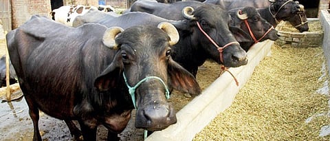 seasonal breeding management in Buffalo