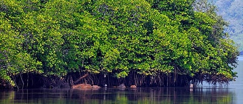 1.13 crore for Kandalvan livelihood creation scheme
