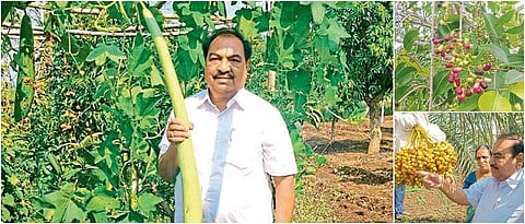 एकनाथ खडसेंच्या शेतीत सीडलेस जांभूळ, चवदार खजूर अन सहा फूट लांब भोपळा