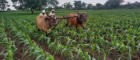 Maize cultivation started in Khandesh