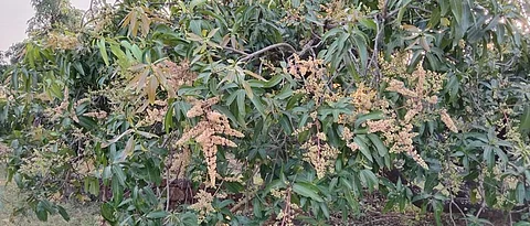Mango Season