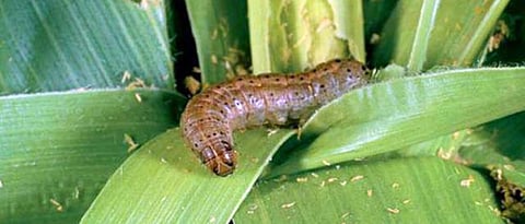 संग्रहित छायाचित्र