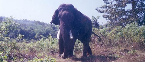 कोदे परिसरातून टस्कर परतला गोठणेत