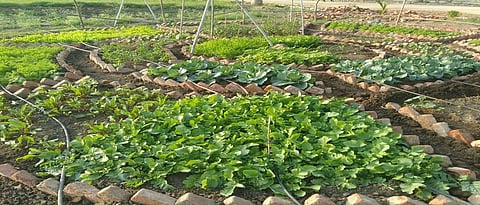 Various vegetable crops should be planted in the backyard