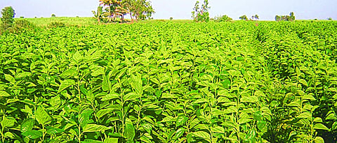 तुतीचा हिरवा पाला शेळ्या – मेंढ्यांच्या शरीराच्या वाढीसाठी पोषक आहे.