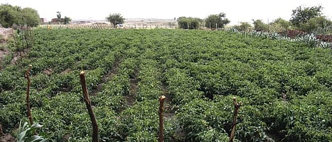 खतांचा कार्यक्षम वापर होण्यासाठी माती परिक्षणाचा आधार घ्यावा.