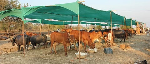 Animal Feed at low cost