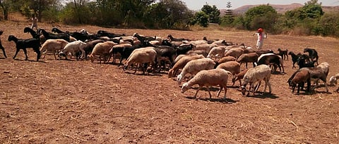 मेंढपाळ