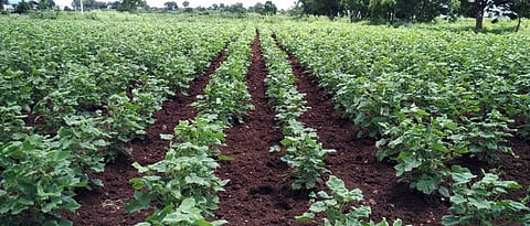 संग्रहित छायाचित्र