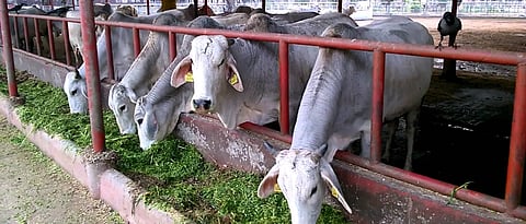 Fodder Requirement Of Animals