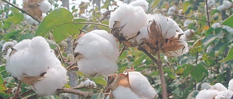 Cotton