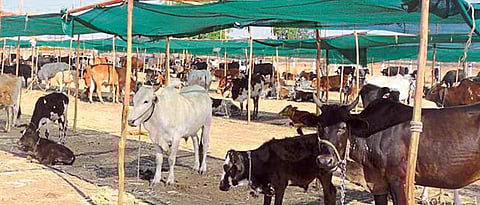 संग्रहित छायाचित्र