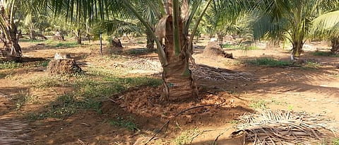 नारळाच्या आळ्यात आच्छादन करावे. ठिबक सिंचनाने पाणी द्यावे.