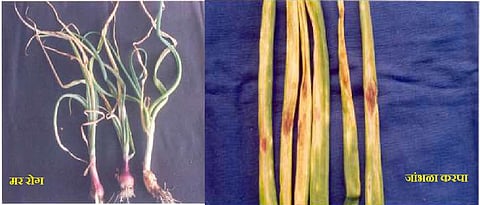 Symptoms of blight and purple blight.in onion