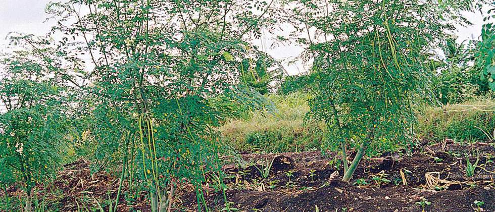 जमिनीच्या मगदुरानुसार शेवगा लागवडीचे अंतर ठेवावे.