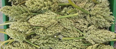 शहरी भागात ज्वारीच्या हुरड्याला जास्त प्रमाणात मागणी आहे