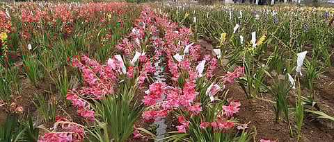 Gladiolus Cultivation