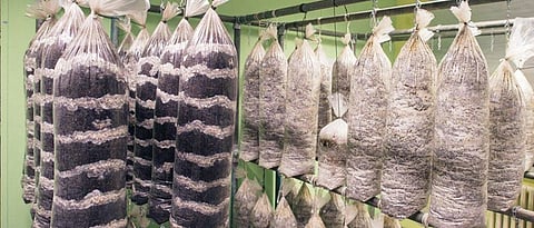 mushroom production