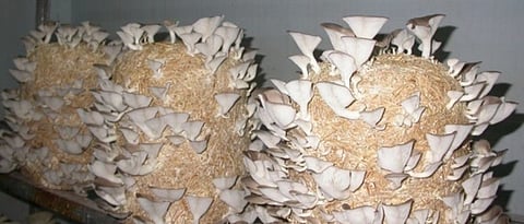 mushroom production