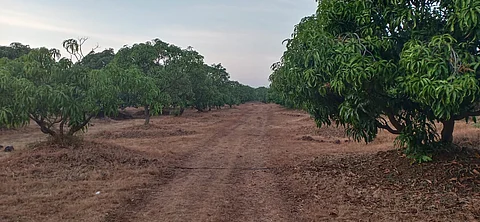 फळबाग योजनेत नागपूरची पिछाडी Nagpur lags behind in horticulture scheme