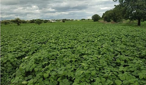 soyabean seed production