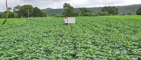 Soybean farm in tribal area