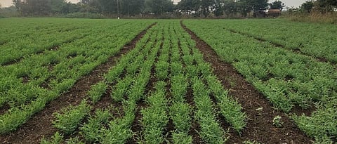 सहा ओळी पट्टापेर – ट्रॅक्टर चलीत सहा दाती अथवा सात दाती पेरणी यंत्राने पेरणी.