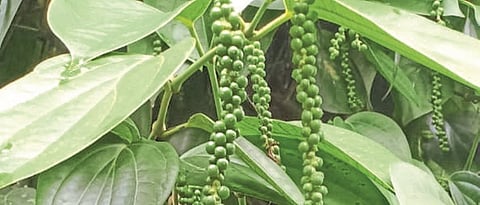 The right yielding black pepper