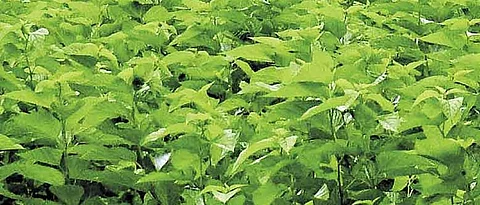 Mulberry Registration