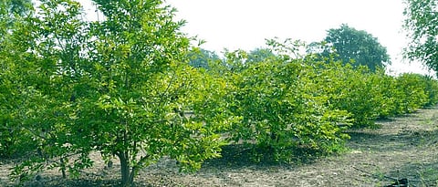 Fruit Crop