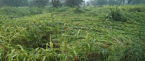Crops damaged by rains