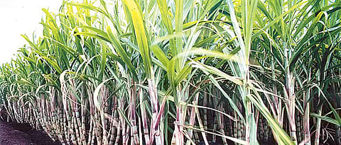 Complain if asked for money for cane