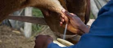 how to stop milking of pregnant cow ?