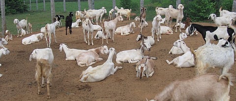 sangamneri goat breed