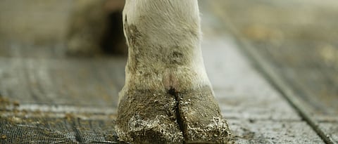 hooves infection occur due to decreased in immunity of animals