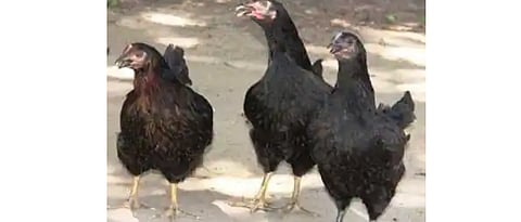 What are the characteristics of cari shama hen?