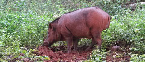 wild pig