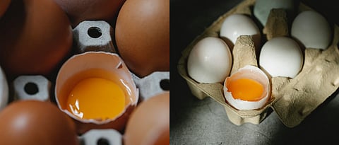 Which Egg Taste Good?