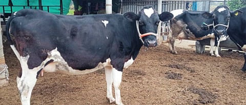 Artificial Insemination Time In Kalwad