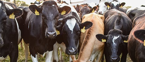 What type of feed should be give to animals during late pregnancy?