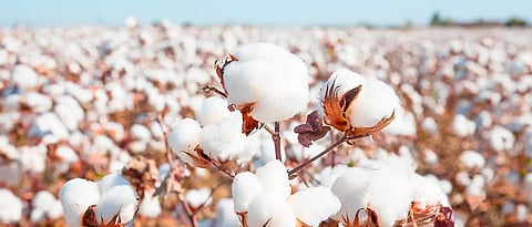 Cotton Rate