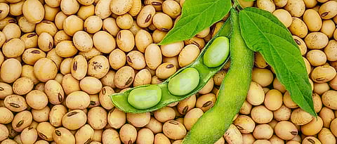 Soybean prices are rising due to the Russia-Ukraine war