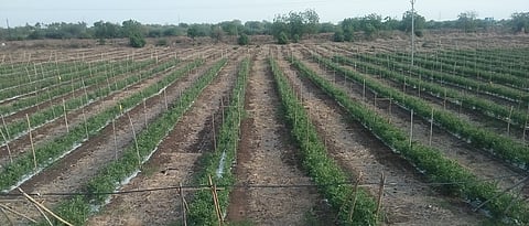 उन्हाळी हंगामात सबसरफेस ड्रीप पध्दतीवरील टोमॅटो