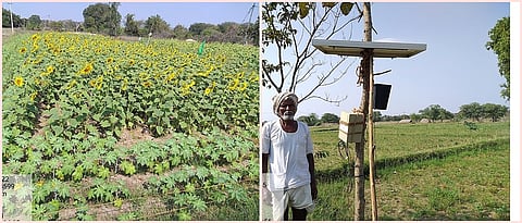 रानडुकरांना रोखण्यासाठी पर्यावरणपूरक पद्धती