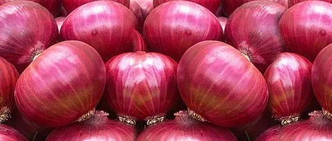 Onion