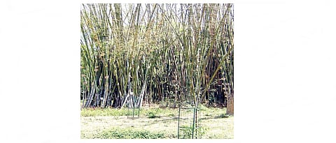 बांबू लागवड