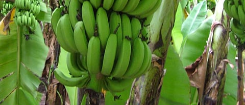Banana crop