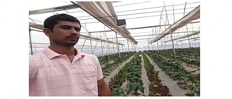 पॉलिहाउसमध्ये भरत आहेर यांची ढोबळी मिरची लागवड.