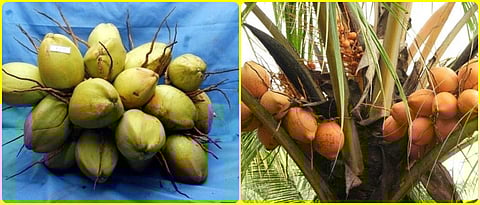 Banavali breed coconut. And Chaughat Orange Dorf Coconut.